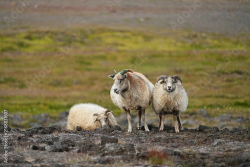 Canvastavla Icelandic sheep graze freely during the summer.