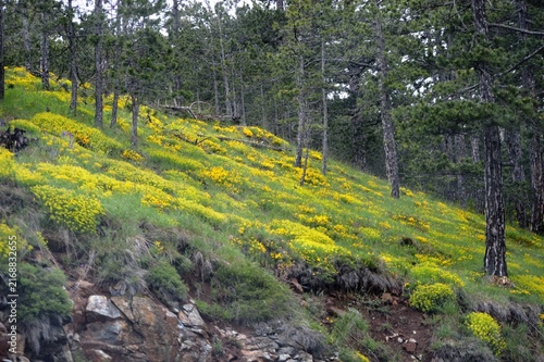 yellow flowers on the slope