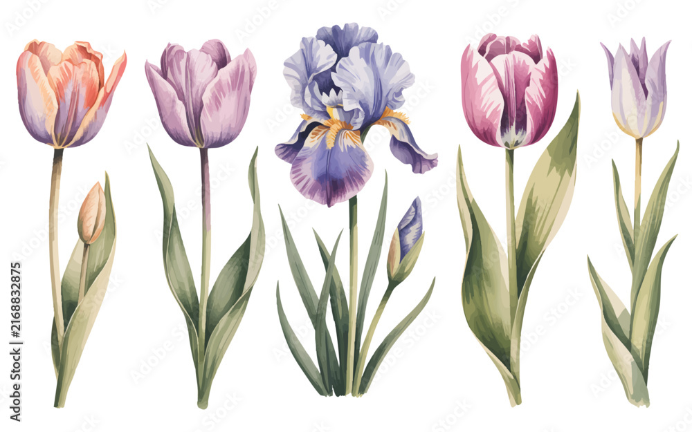 Fototapeta premium Colorful Watercolor Tulips and Iris Flowers Botanical Illustration on White