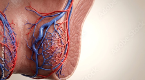 Hemorrhoids anatomy showing vascular microcirculation and capillary plexus structure.