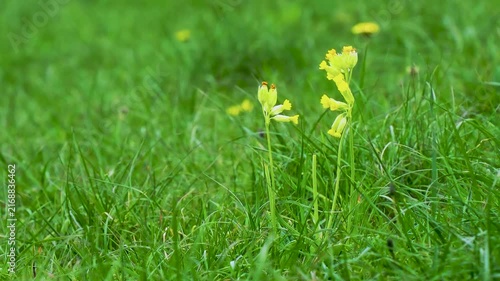 A Cowslip Flower in a Meadow