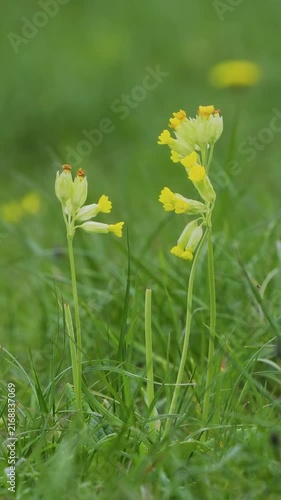 A Cowslip Flower in a Meadow