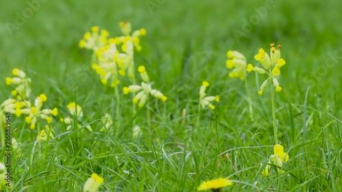 A Cowslip Flower in a Meadow