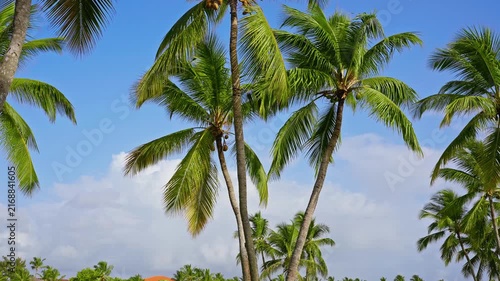 Bright coconut palm leaves against a clear blue sky. Summer morning in exotic nature. Palm branches sway in the wind. White air clouds over a palm grove. Relaxation and recreation in the open air.