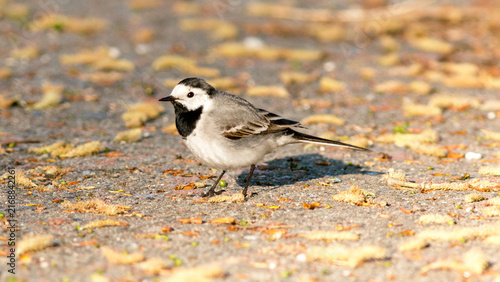 Foto sparrow on the ground