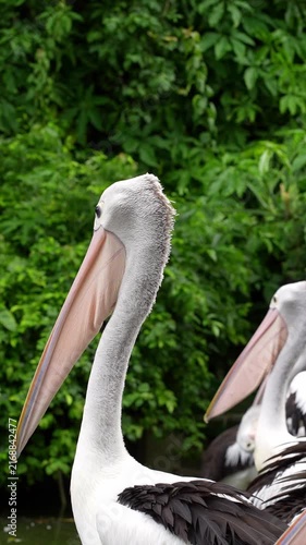 portrait of pelican finish preening its feathers and turning around, the big white aquatic bird in the zoo