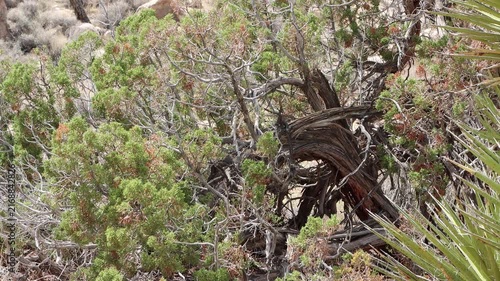 California Juniper, Juniperus Californica, a fantastic native dioecious shrub displaying trunks with aging fluted furrowed exfoliating bark during early Autumn in the Little San Bernardino Mountains.