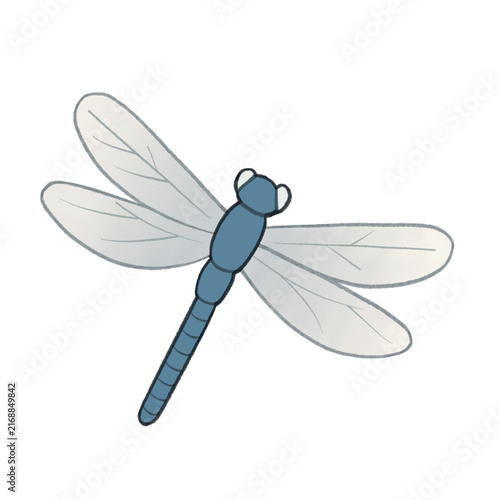 Dragonfly illustration 