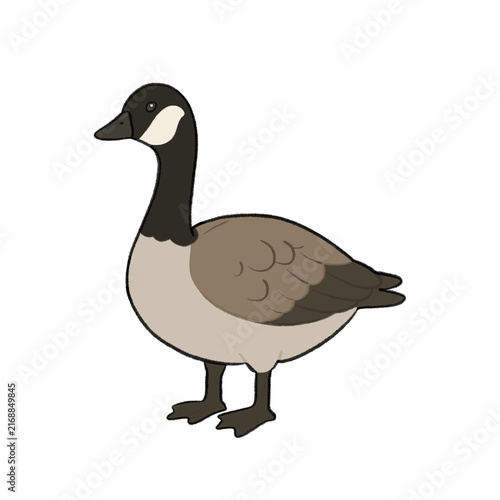 Canada Goose