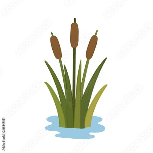 Cattails