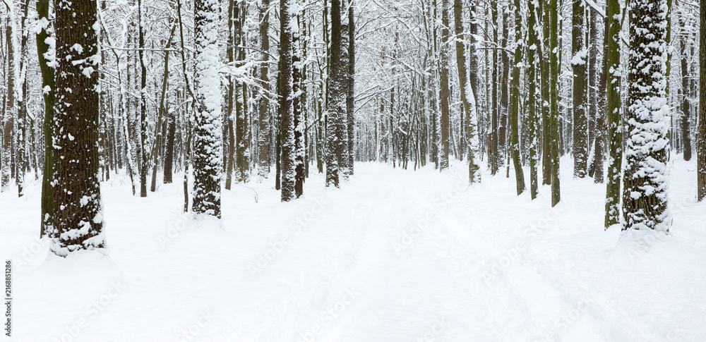 Fototapeta premium beautiful winter forest and the road