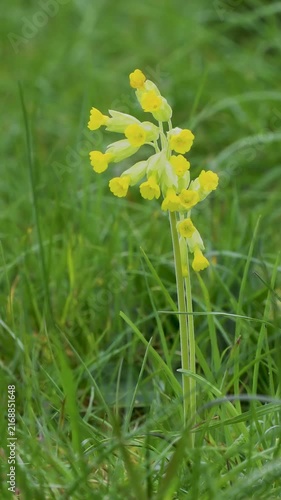 A Cowslip Flower in a Meadow