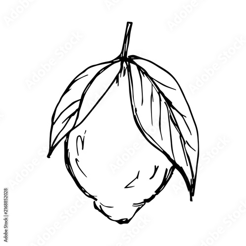 Bild auf Leinwand Vector doodle hand-drawn lemon