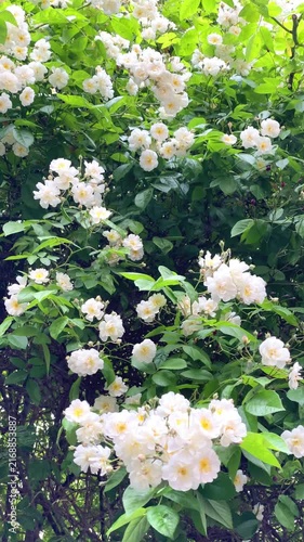 Flowers bloom in the garden during springtime while bees gather pollen