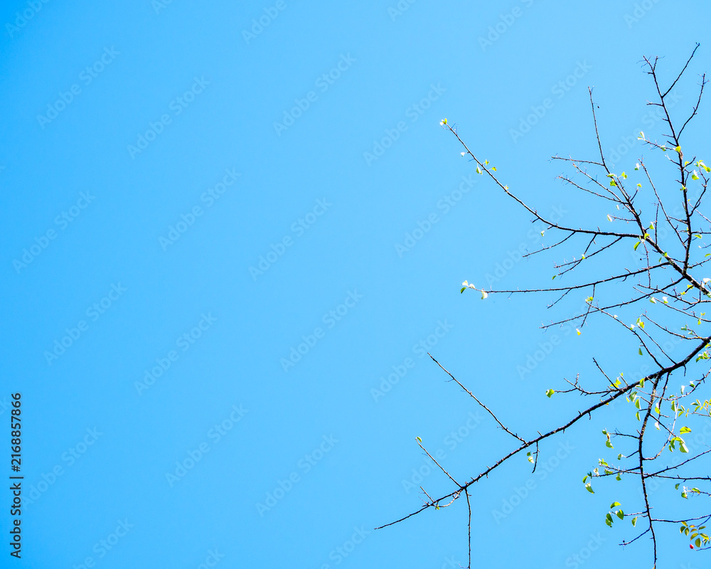 Obraz premium Minimalist tree twigs with sparse leaves against clear blue sky with copy space