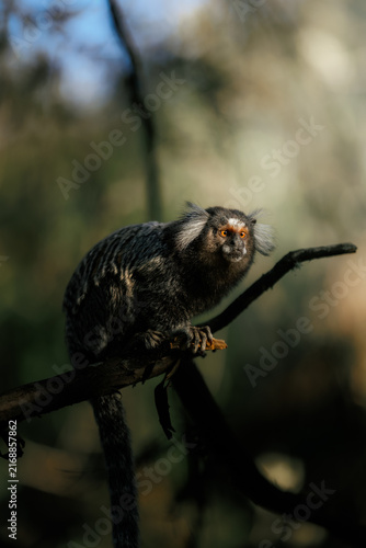 Canvastavla Common marmoset monkey (callithrix jacchus) perched on a dark tree branch, looki