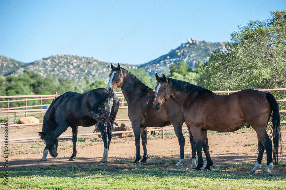 Obraz premium Three adult female Warmblood horses in alpine pasture