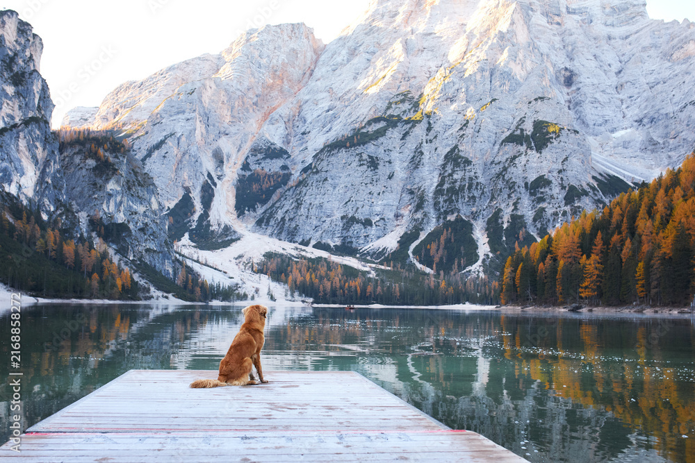 Fototapeta premium Nova Scotia Duck Tolling Retriever sits on a wooden pier facing dramatic alpine peaks. Golden larch forest reflects in calm water during a scenic fall travel adventure.