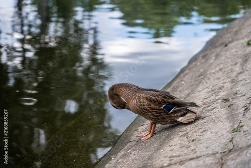 Brown duck resting on concrete bank near water
