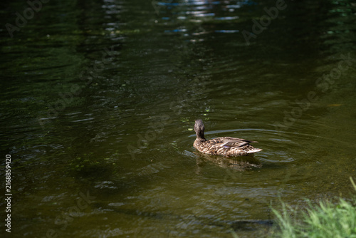 mallard duck swimming in pond with tree reflections on water surface