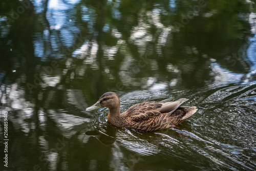 Female mallard duck swimming in pond with tree reflections on water surface