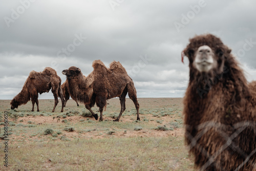 Obraz na plátně Group of camels standing in an arid steppe landscape under a cloudy sky
