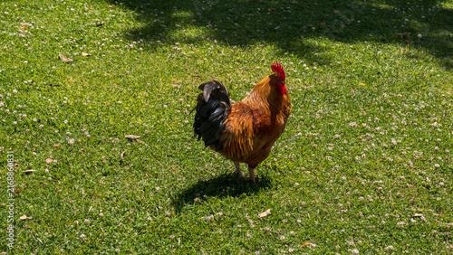 Konstfotografi Free-Range Rooster with Golden Hackles, Red Comb and Iridescent Tail Feathers on