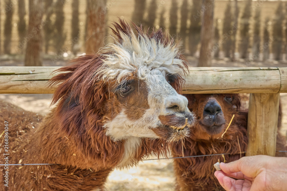 Naklejka premium Brown alpaca eating food from human hand in petting zoo