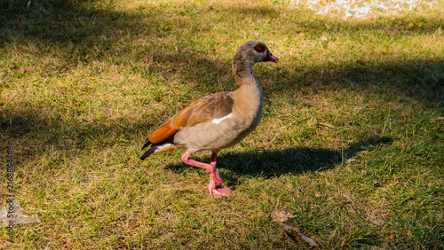 Egyptian Goose (Alopochen aegyptiaca) Walking on Sunlit Parkland Grass — Urban Wildlife, Invasive Species and Waterfowl Identification Concept