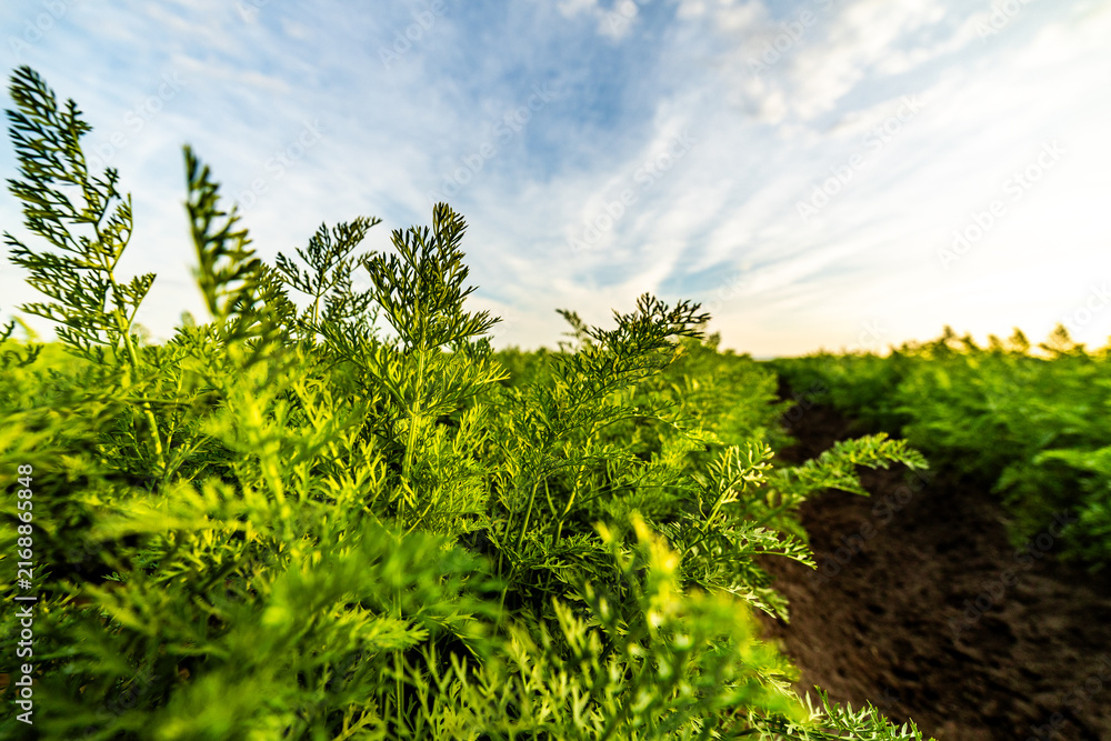 Fototapeta premium Rows of vibrant carrot plants thriving under a vast sky, representing organic farming, healthy food production, and sustainable agriculture