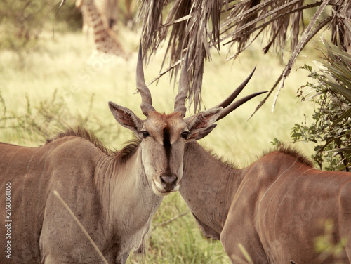 Photography East African Eland Looking at the Camera Among Palm Trees in Nguuni, Kenya