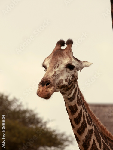 Photography Masai Giraffe Portrait with Ears Folded Back at Nguuni Nature Sanctuary, Kenya