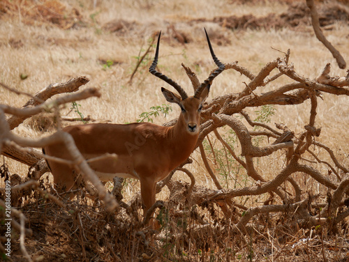 Cuadro en lienzo Male Impala Standing Among Branches of a Fallen Tree in Tsavo East, Kenya