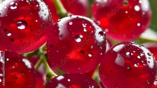 Fresh translucent red currants with sparkling water droplets create a vivid ultra-macro fruit scene.