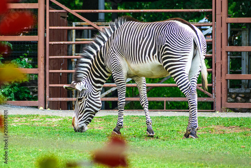 Plakat zebra eating grass