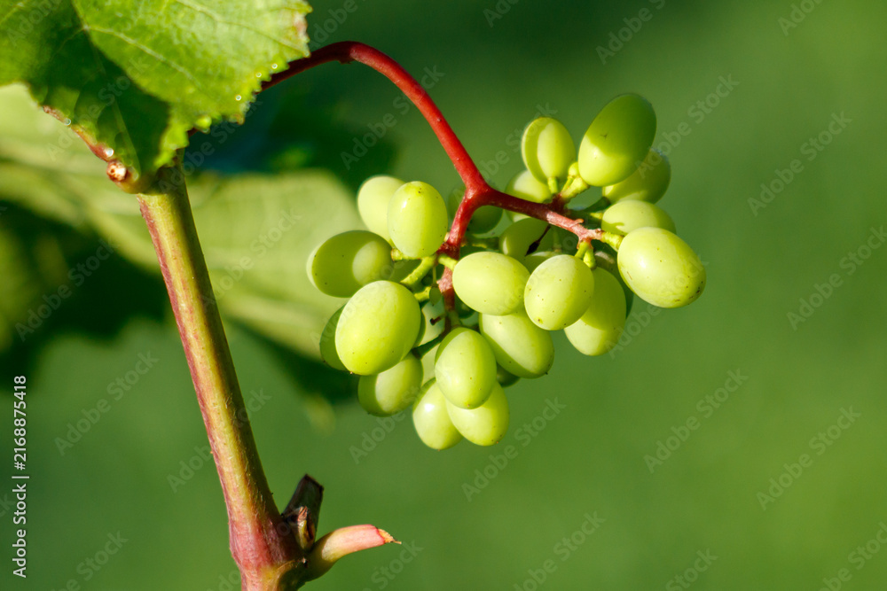 Fototapeta premium Green grapes hang from a vine