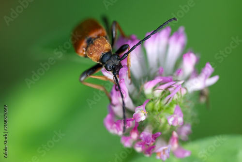 Bild auf Leinwand Longhorn beetle perches on purple clover flowers
