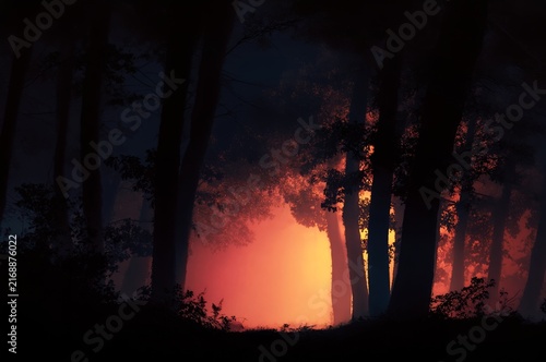 Sunset in the forest.