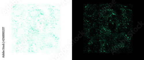 Abstract bioluminescent texture set, glowing green particles on black and white backgrounds, scientific cell culture visualization