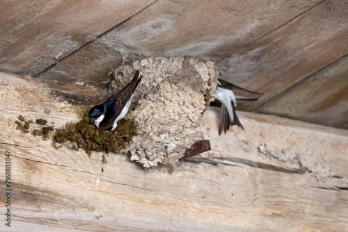 Construction du nid de l hirondelle