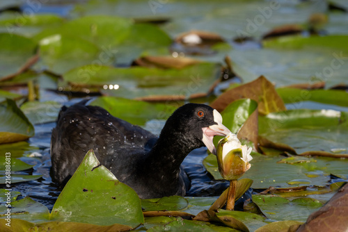 Canvastavla A close-up of an adult common coot (Fulica atra) swimming among green lily pads and holding a white water lily flower in its beak, looking toward the camera lens on a sunny summer evening
