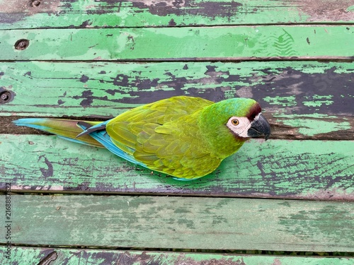 Green parrot in massive walk-through bird aviary at Biocentro Güembé in Santa Cruz de la Sierra, Bolivia.
