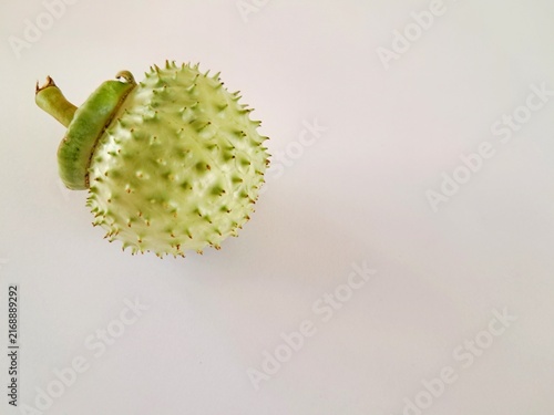 фотографія Green spiky Datura metel fruit on white background with copy space for poisonous plant and botany concept