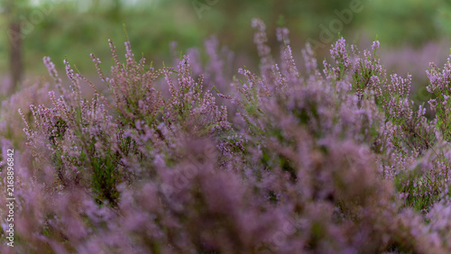 Photography Purple common heather blooming in a natural heathland habitat during late summer