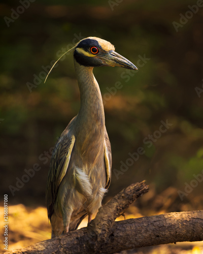 фотографія Stately Yellow-crowned Night Heron wading ephemeral wetland pond