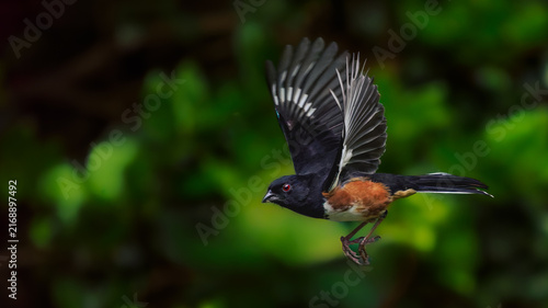 Quadro su tela Striking male Eastern Towhee inflight close up