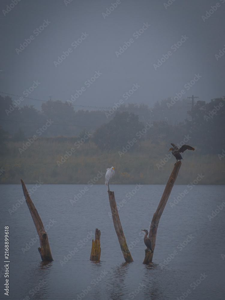 Naklejka premium A white egret and cormorants perched on weathered wooden snags in a calm foggy lake surrounded by distant trees at dawn