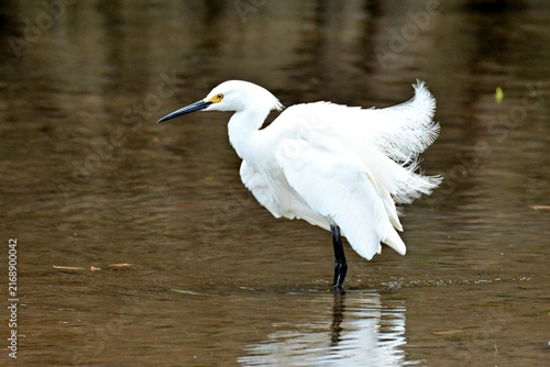 snowy egret in the water