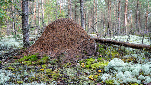 Foto Large anthill made of pine needles on a moss and lichen covered forest floor in