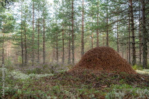 Quadro su tela Large anthill among heather and lichen in a natural pine forest ecosystem